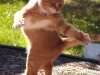 funny-pictures-cat-has-an-invisible-waltz-partner1.jpg