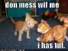 funny-pictures-kitten-is-tough-and-should-not-be-messed-with1.jpg