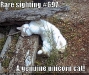 funny-pictures-you-have-found-the-rare-unicorn-cat1.jpg