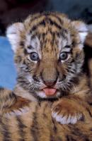 babytiger.jpg