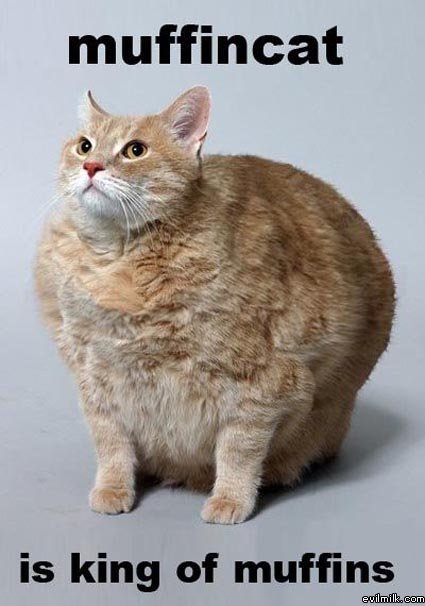 muffincat.jpg